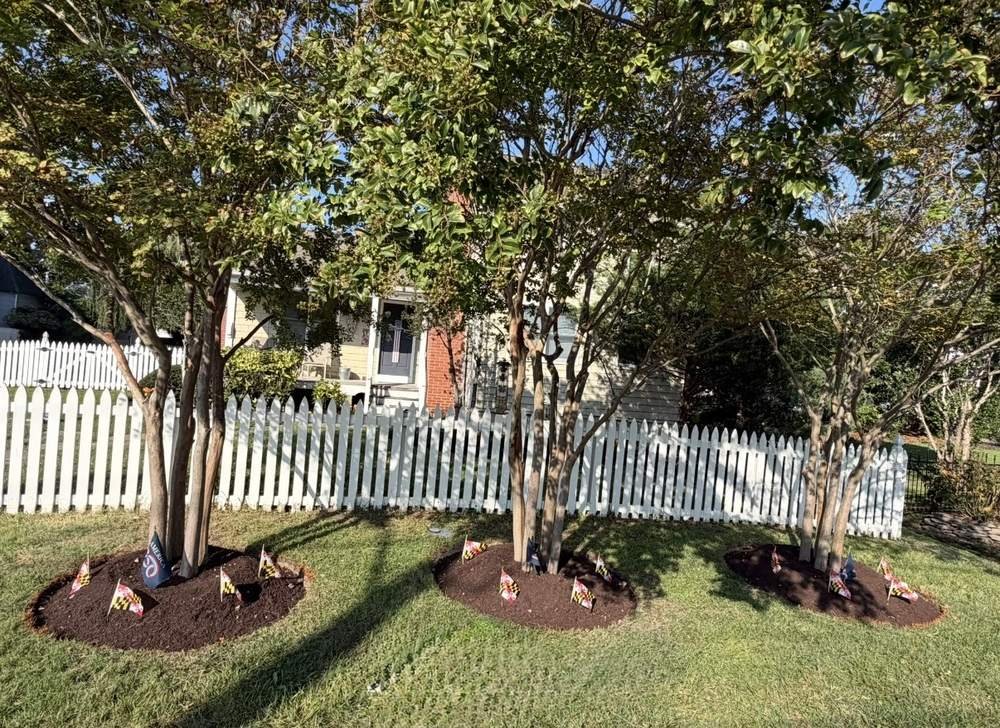Clean mulch rings around front yard trees after landscaping