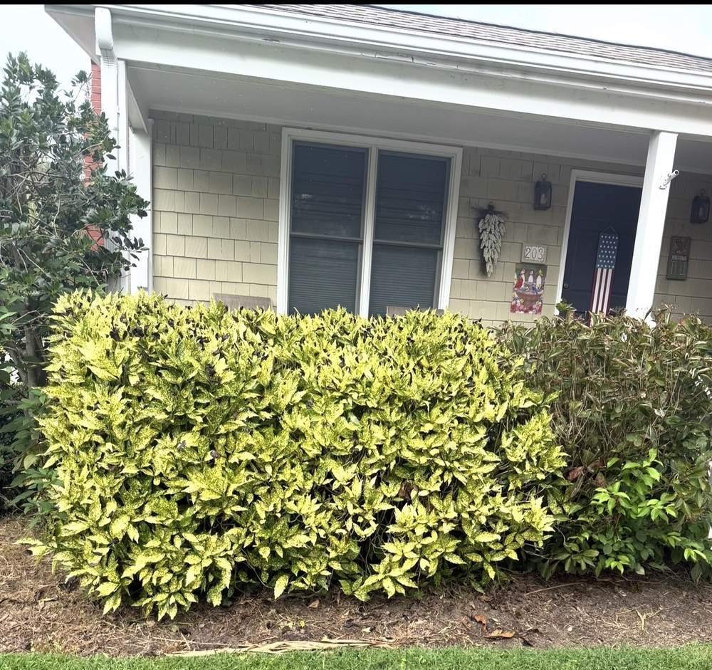 Overgrown foundation garden bed before cleanup in Easton, MD