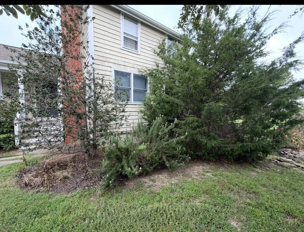 Overgrown juniper and shrub bed before cleanup