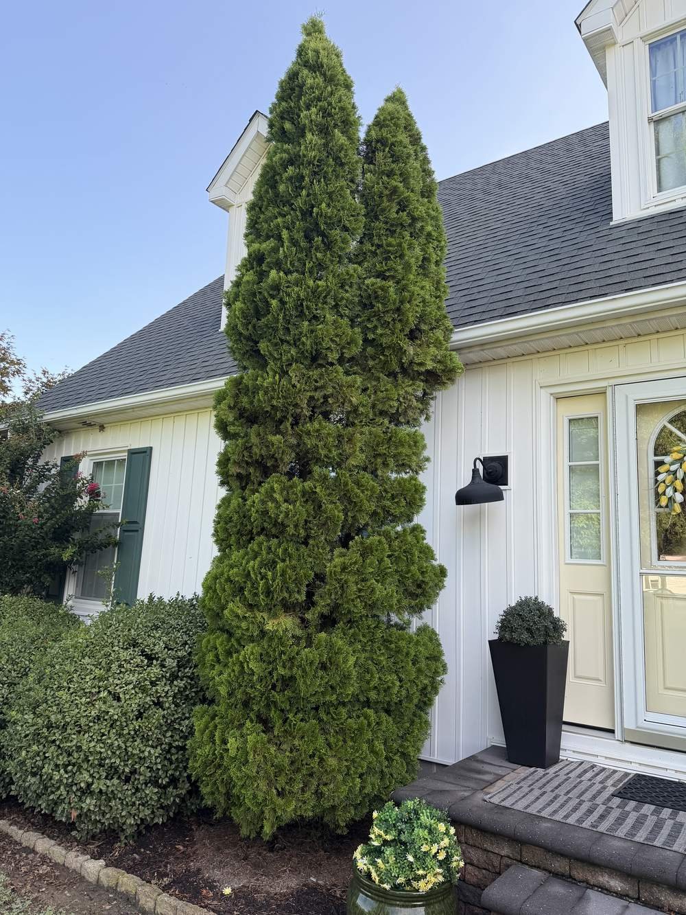 Overgrown conical evergreen trees before spiral topiary pruning