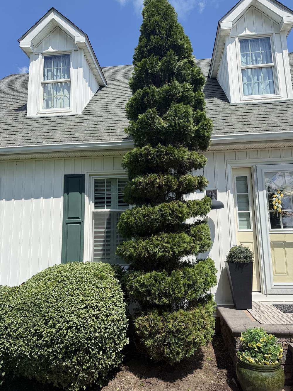 Evergreen tree pruned into a neat spiral topiary shape