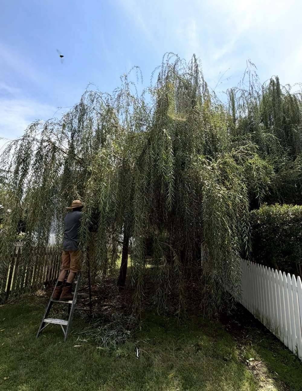 Overgrown weeping willow tree before pruning