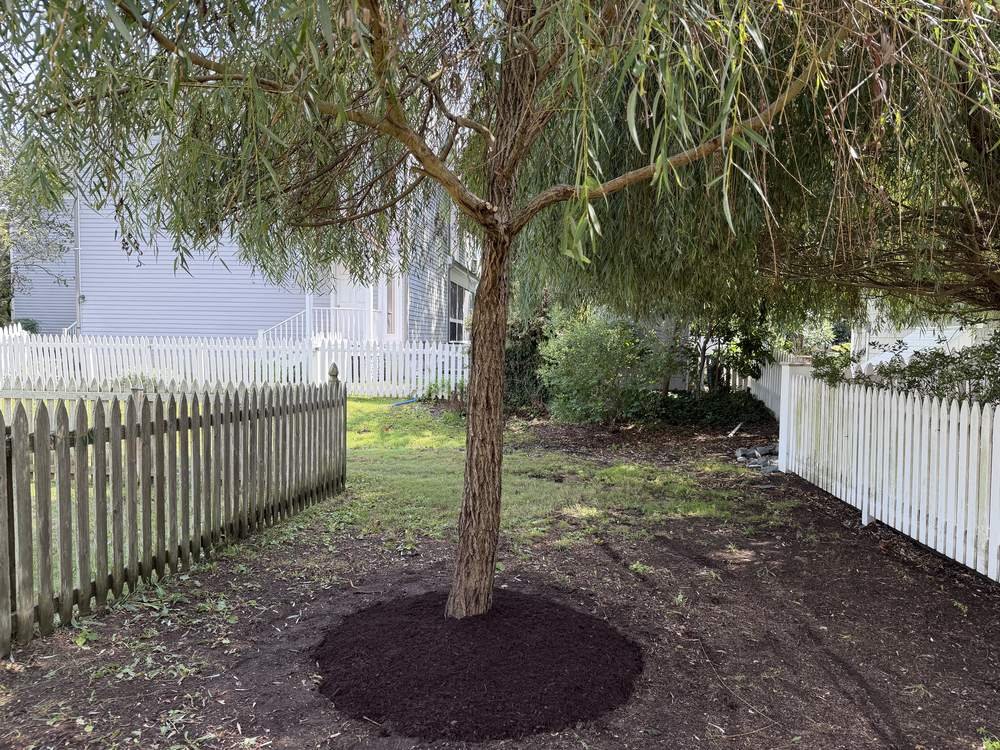 Weeping willow tree neatly pruned after tree care service